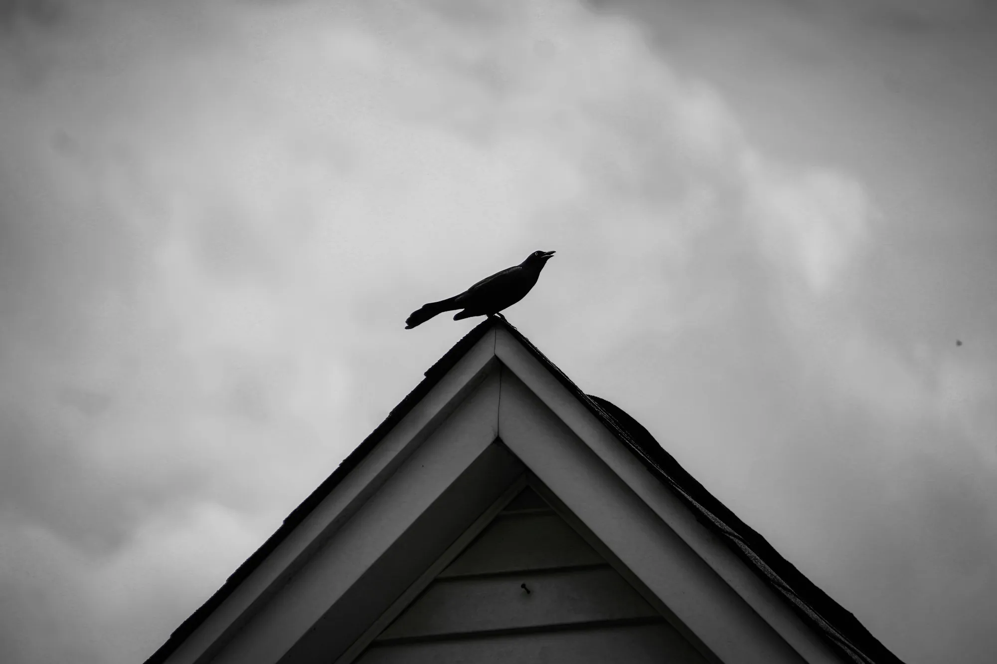 Black bird perched on the peak of a house gable